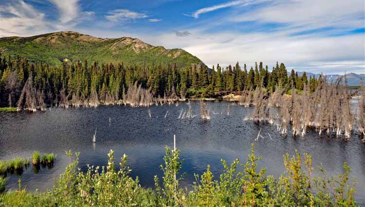 trees in lake